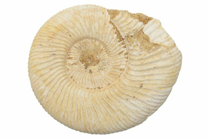 Jurassic Ammonite (Perisphinctes) Fossil - Madagascar #218867